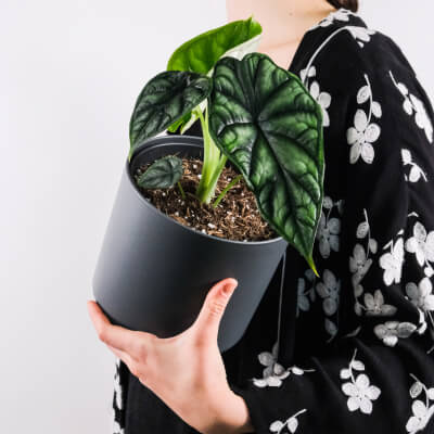 A propos Plants Store Gallery Img 4